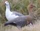upland geese